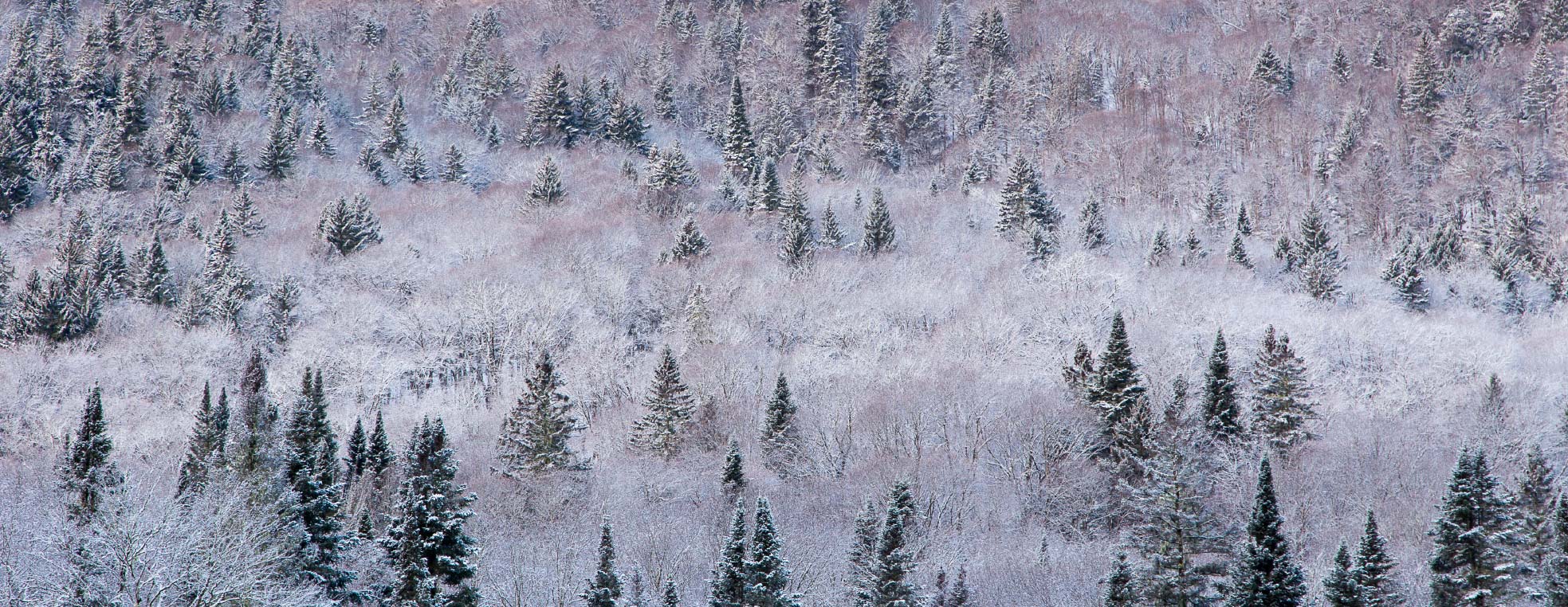 FORESTIÈRE JACQUES-CARTIER