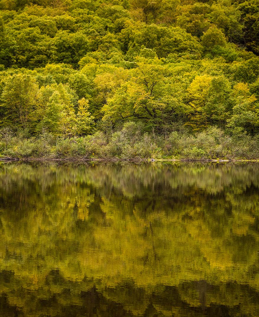 FORESTIÈRE JACQUES-CARTIER